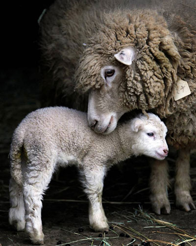 Moeder schaap met lammetje